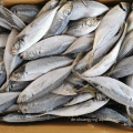 10 kg Karton Frozen Horse Makrele Fisch Trachurus japonicus